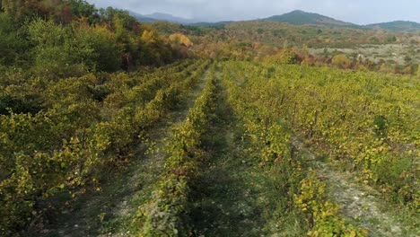 vineyard landscape in autumn