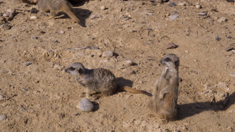 Mob-Von-Erdmännchen,-Die-Ihre-Umgebung-Im-Wildtier-Safaripark-Erkunden