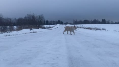 dog running in winter road