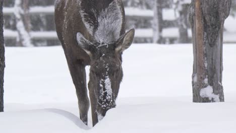 hungry moose scrambling through snow in search of food in harsh winter - medium tracking shot