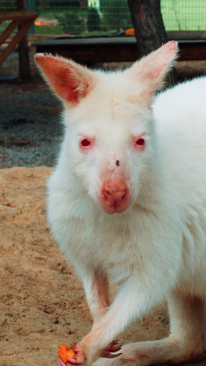 Beautiful white albino kangaroo chewing the food. Cute wild animal eating carrots in the zoo. Vertical video.