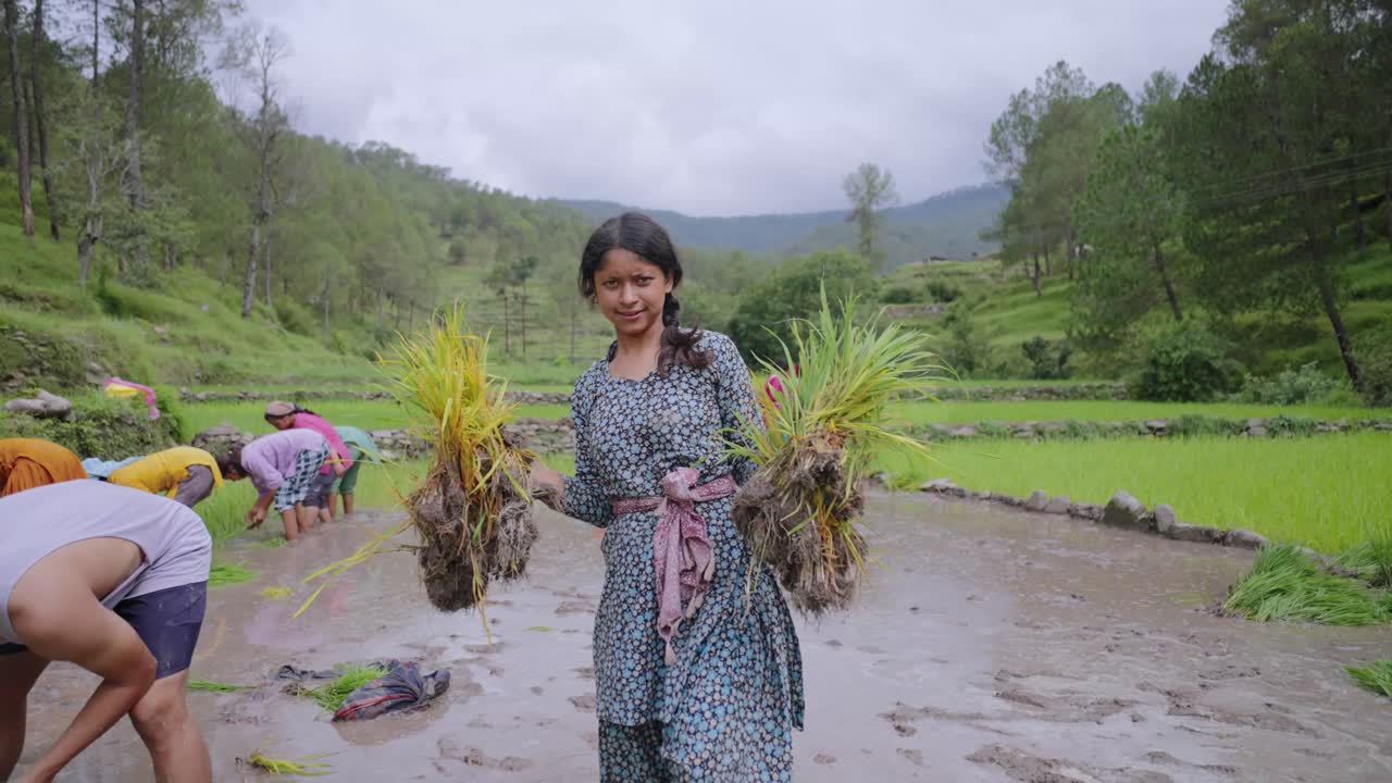 Rural agricultural workers planting rice crops in green fields ...