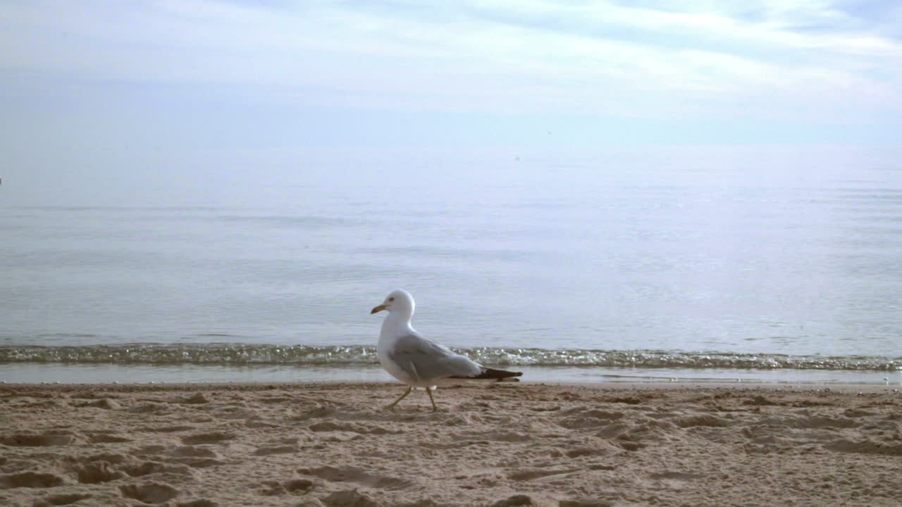 Mouette sur le sable de la plage cherchant de la nourriture. Gros plan d'une mouette marchant sur la plage.