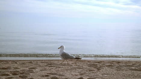 Möwe-Auf-Strandsand-Auf-Der-Suche-Nach-Nahrung.-Nahaufnahme-Einer-Möwe,-Die-Am-Meeresstrand-Spaziert