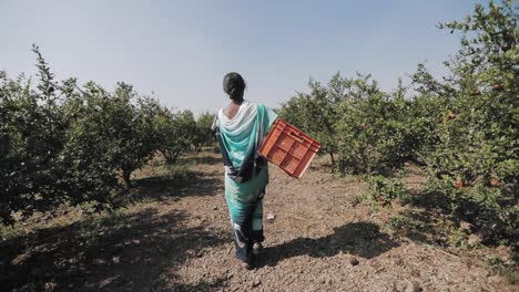 mujer india local caminando por una granja de granadas con una cesta de naranjas
