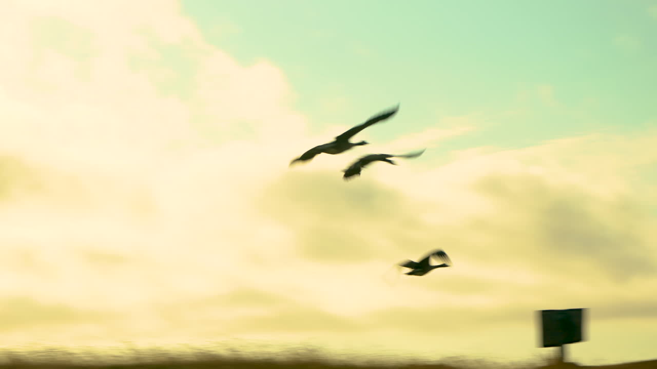 실루엣이 있는 캐나다 기러기 네 마리가 풀이 무성한 언덕에 줄지어 있다가 우아하게 이륙하여 석양 속으로 날아갑니다