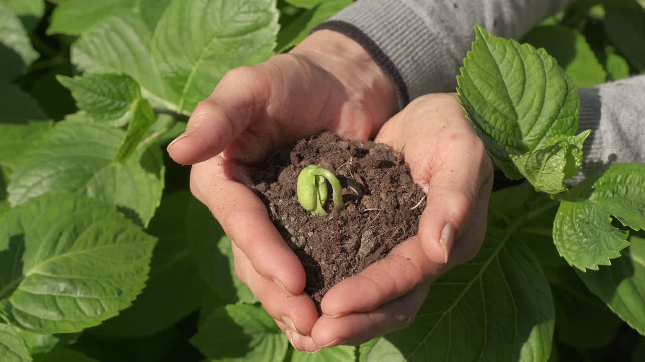 mujer sosteniendo semillas de frijol, concepto de agricultura agrícola, cuidado del jardín, cultivo de brotes