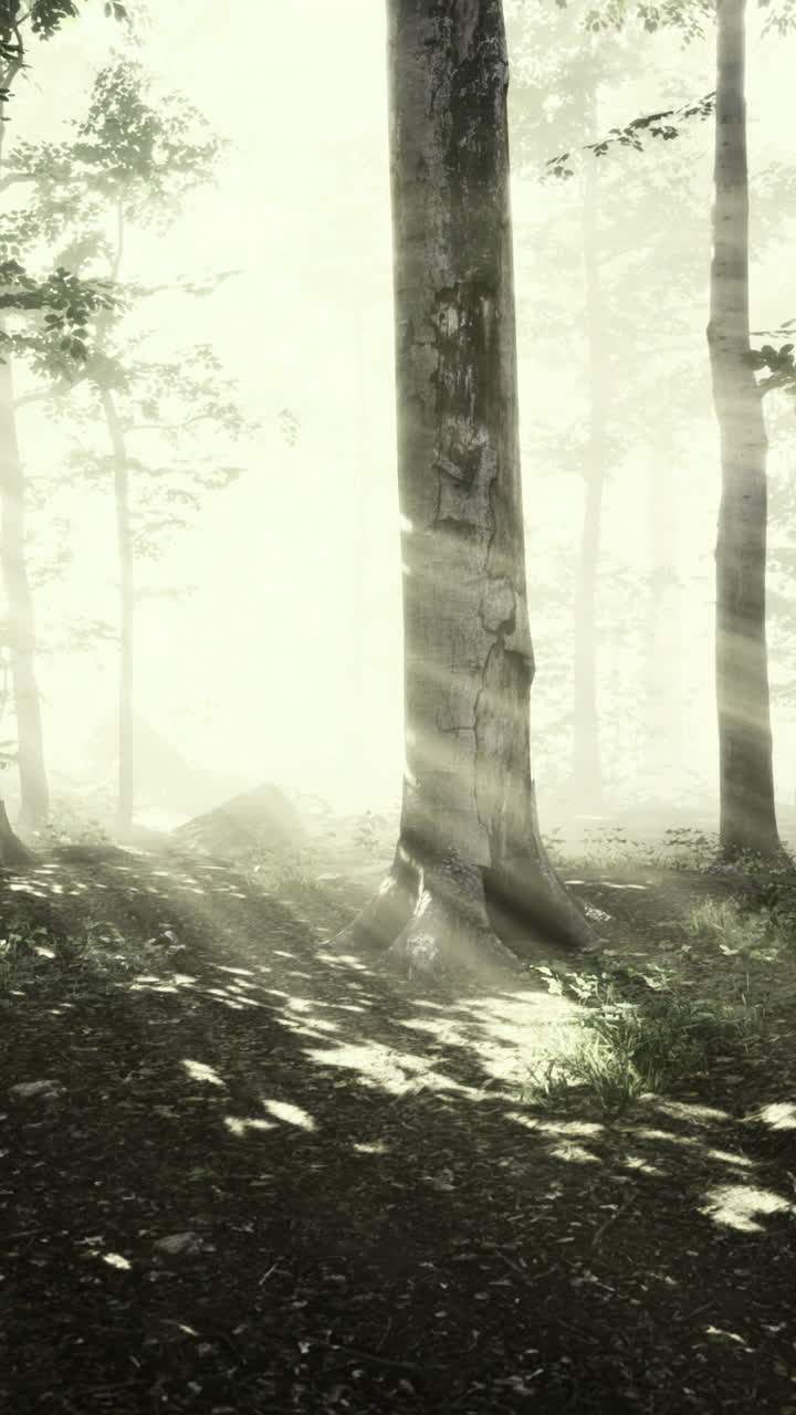 Bosque misterioso iluminado por la luz del sol que se filtra entre los árboles