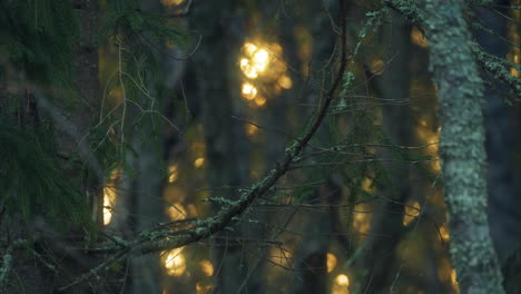 magical forest sunlight