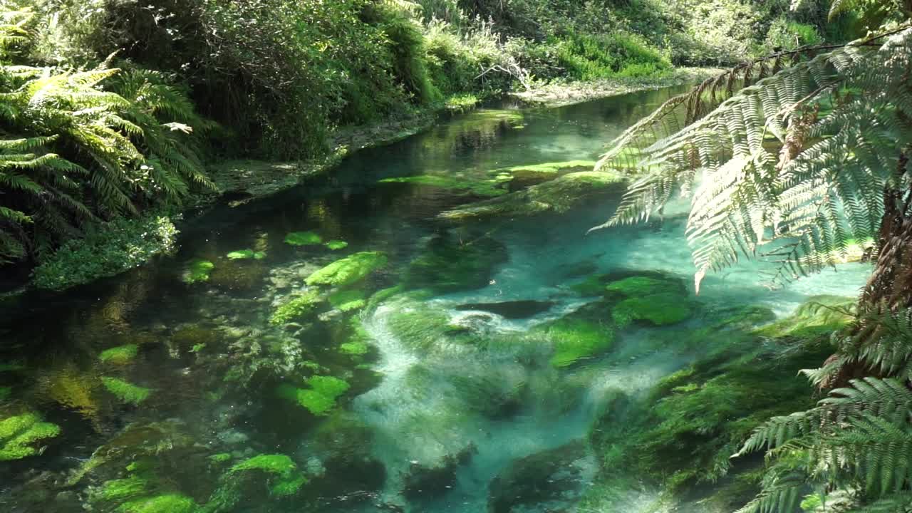SLOWMO - Pristine clear Putaruru Blue Spring surrounded by native lush New Zealand forrest