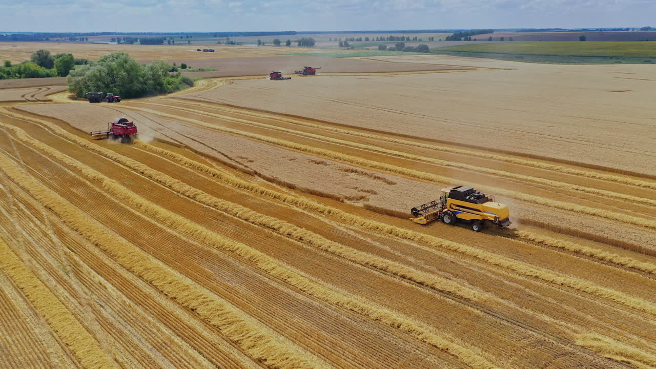 Aerial view of agricultural industry. Combine harvester harvesting ripe golden wheat on the field