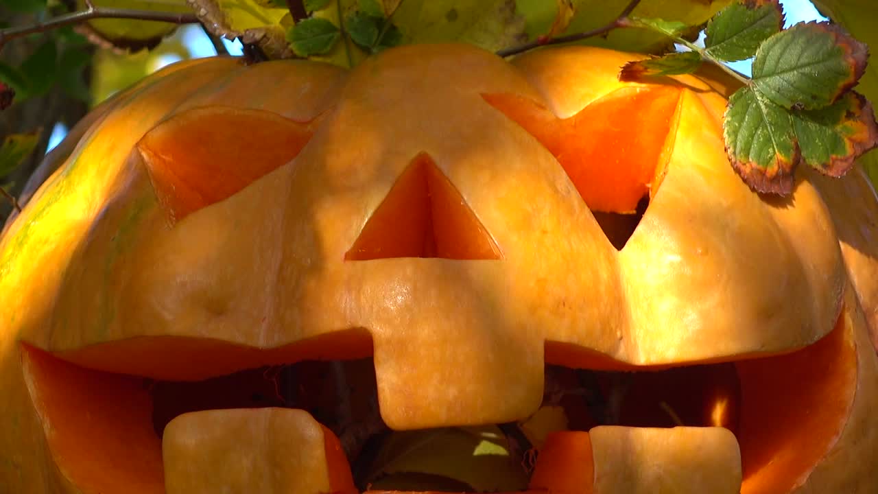 Zucca di Halloween spettrale. Scatto su un albero nel bosco
