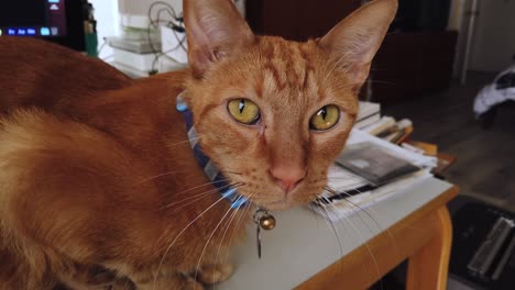 orange tabby cat sits guarding a computer winks at the camera