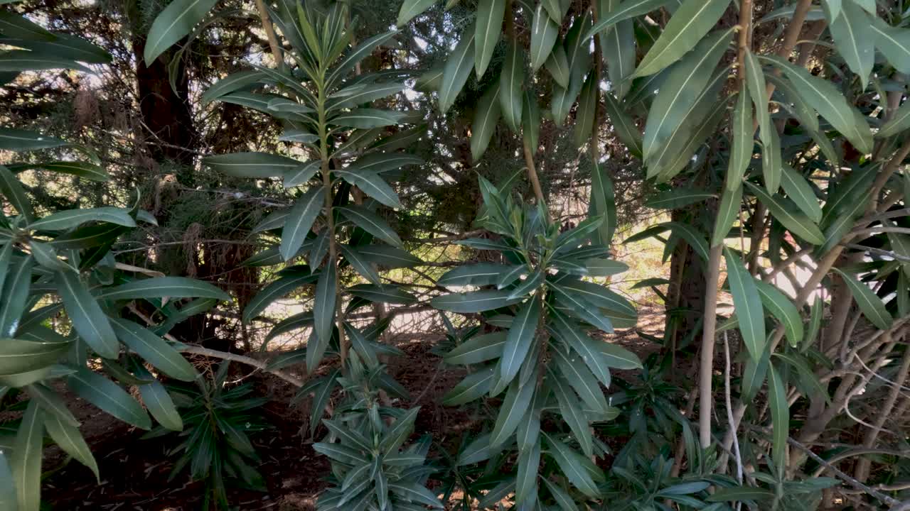 Seseorang berjalan melalui taman yang dikelilingi oleh tanaman hijau lebat. Sinar matahari menyaring melalui daun-daun. Suasana terasa hangat dan mengundang