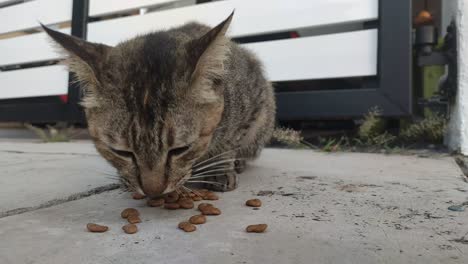 a street cat is eating cat food that has been processed into a pallet. the cat eats it with appetite.