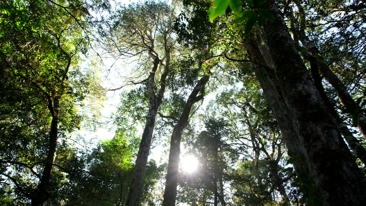Lush Forest with Sunlight Streaming Through Trees