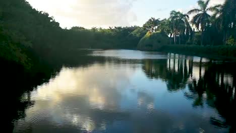 amazon river through the forest