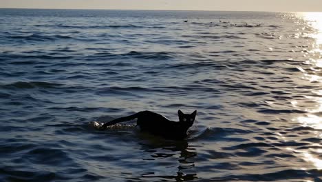 black cat swimming in the ocean at sunset
