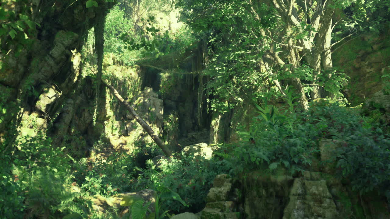 Lush forest with dense greenery and sunlight in a secluded area