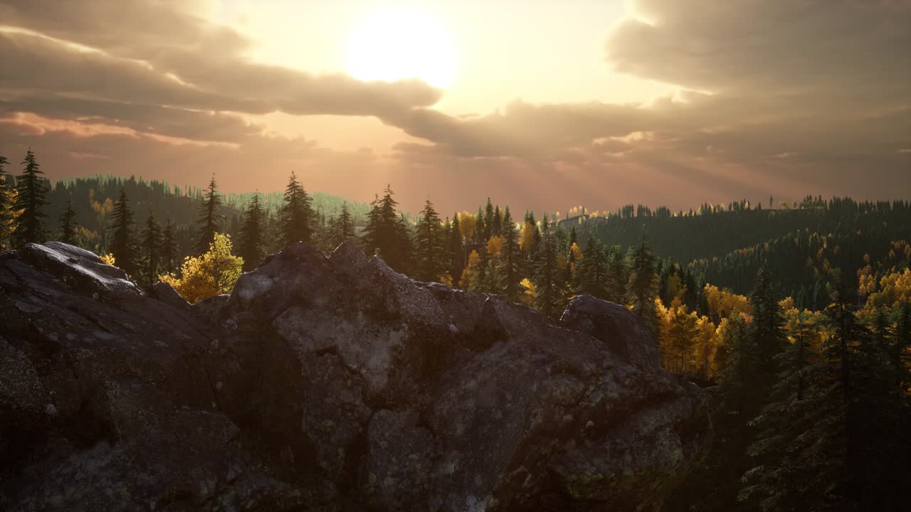 сосновый лес с последним солнечным светом