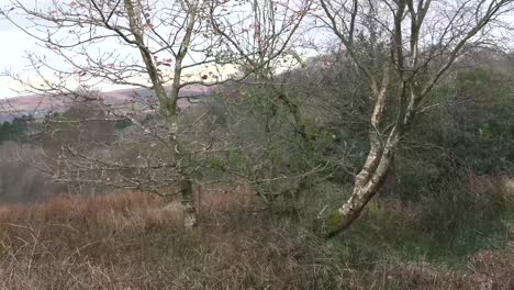 A-close-up-of-an-old-tree-in-an-English-woodland-area