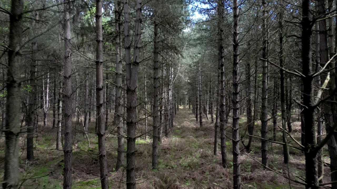 Muovendosi lentamente tra gli alberi della foresta di Rendlesham al momento della segnalazione del fenomeno di luci UFO aliene.