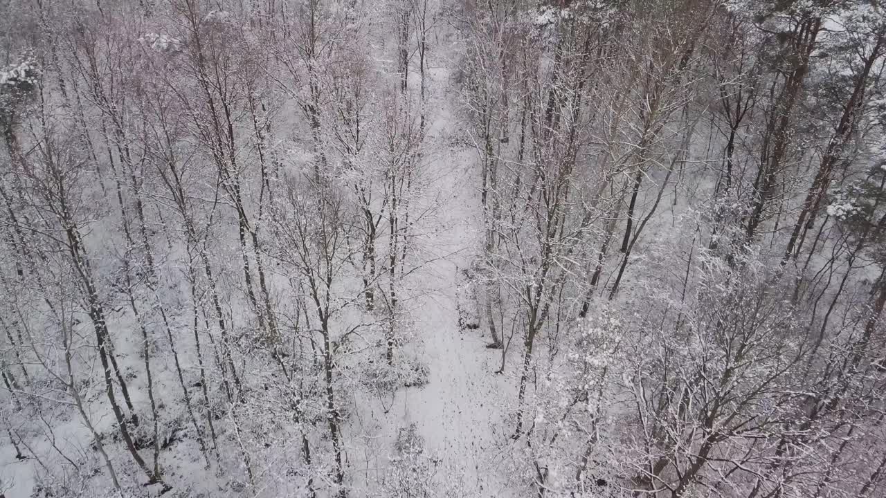 추운 계절에 국립공원 위를 날아다니는 하얀 겨울의 추운 풍경 드론