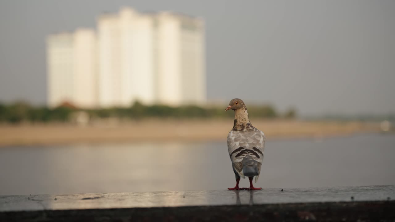 Piccione appollaiato su una ringhiera sul lungofiume, con la città di Phnom Penh sfocata sullo sfondo