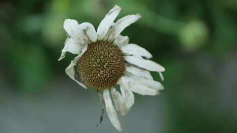 Verblasste,-überblähte-Einzelne-Blüte,-Das-Ende-Des-Sommers,-Nahaufnahme