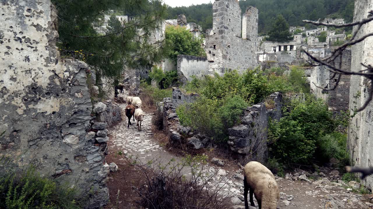 Flock of goats and sheep run in abandoned ghost town ruins of Kayakoy Turkey