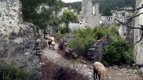 flock of goats and sheep run in abandoned ghost town ruins of kayakoy turkey