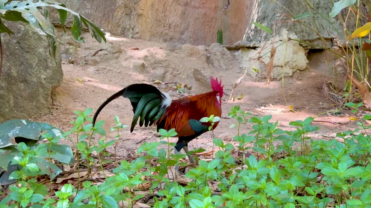 gallo caminando a través del exuberante entorno del zoológico