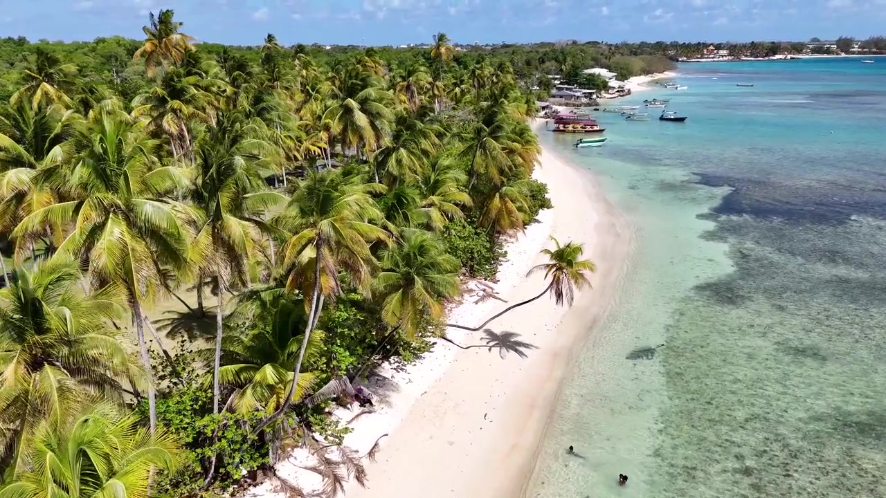 Ripresa drone che segue la fitta foresta di palme da cocco che costeggia la penisola di sabbia bianca di Pigeon Point, con una chiara barriera corallina oceanica turchese a Tobago, Trinidad e Tobago, filmato aereo.