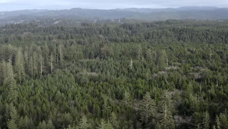 Aerial-scenic-flyover,-forest-of-pine-trees-in-Oregon