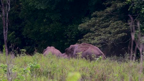 Los-Elefantes-Asiáticos-Son-Especies-En-Peligro-De-Extinción-Y-También-Son-Residentes-De-Tailandia