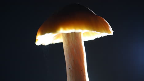 una lluvia constante de esporas cae de una tapa de hongo de aspecto naranja