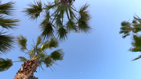 advancing between palm trees in vertical view