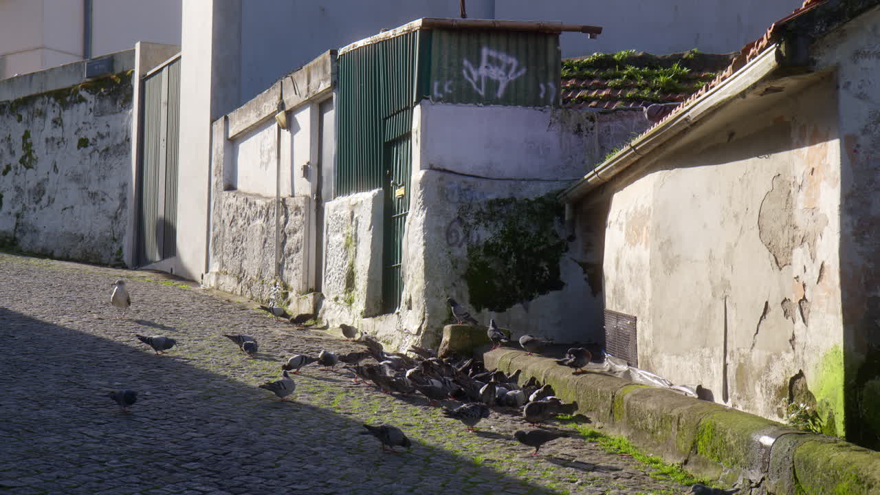 Flock Of Pigeons On Cobblestone Streets Of Porto, Portugal. Static Shot
