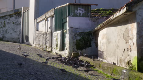flock of pigeons on cobblestone streets of porto, portugal. static shot