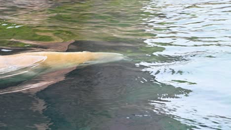 oso polar nadando en el agua subiendo por aire y luego buceando hacia abajo