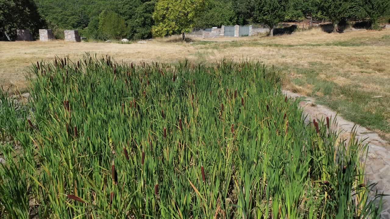 reverse flight with a drone over a small pool of water full of aquatic plants on a summer day with a background of chestnut trees in Avila-Spain