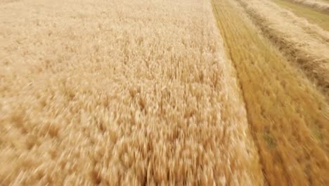 Drone-footage-of-golden-fields