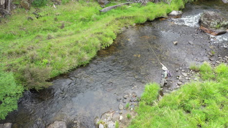 aerial of flyfisherman catching trout on a river in the australian outback, summer, fly fishing