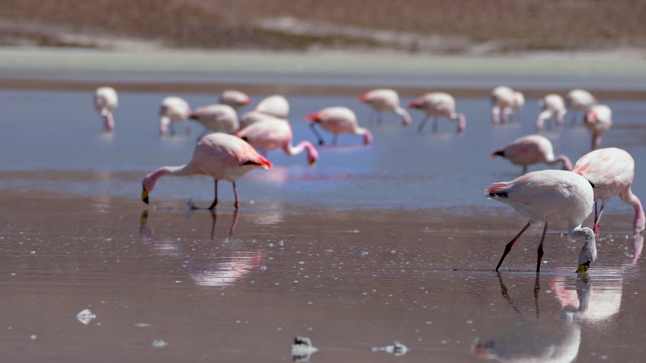 vista estática detallada de flamencos cazando con la cabeza en el agua, bandada en el fondo