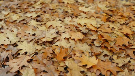 closeup of many falling maple orange leaves in autumn fall season, closeup