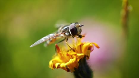 Wasp-collects-nectar-from-flower-crepis-alpina-slow-motion.