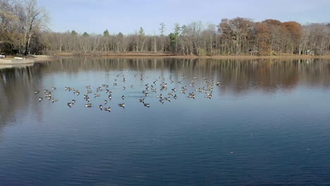 drone flying over geese resting in lake in the fall