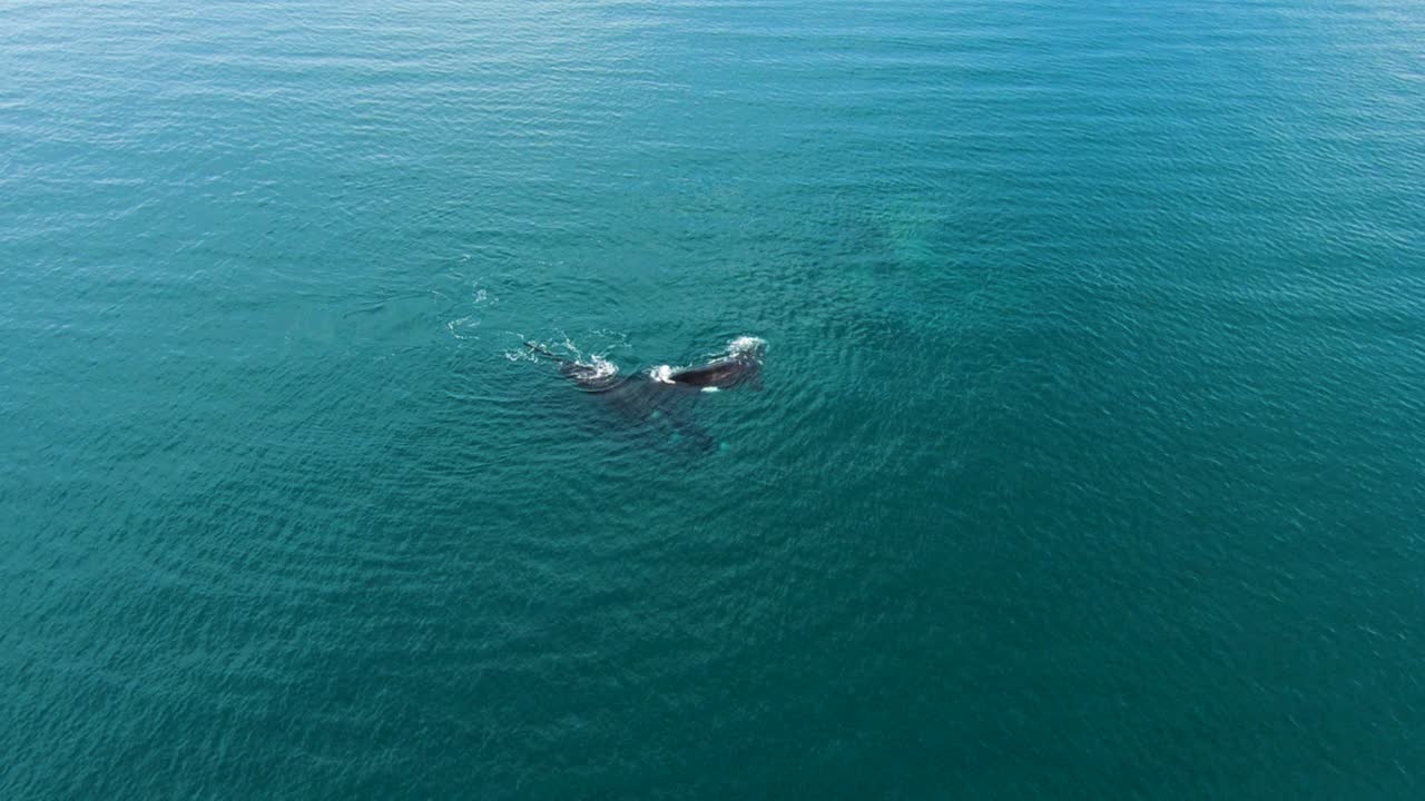 drone acercándose a un grupo de apareamiento de ballenas, cámara lenta