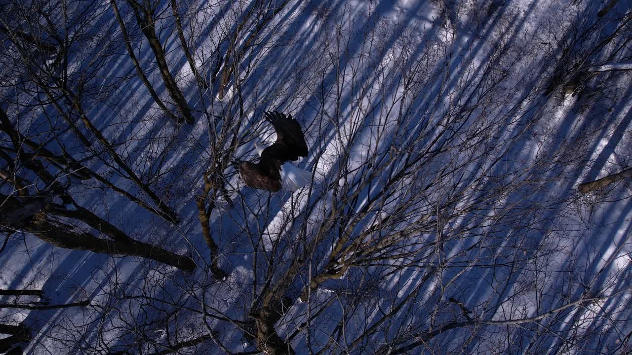 voando com águias carecas inverno