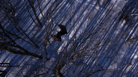 Fliegen-Mit-Weißkopfseeadler-Winter